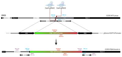 Biallelic, Selectable, Knock-in Targeting of CCR5 via CRISPR-Cas9 Mediated Homology Directed Repair Inhibits HIV-1 Replication